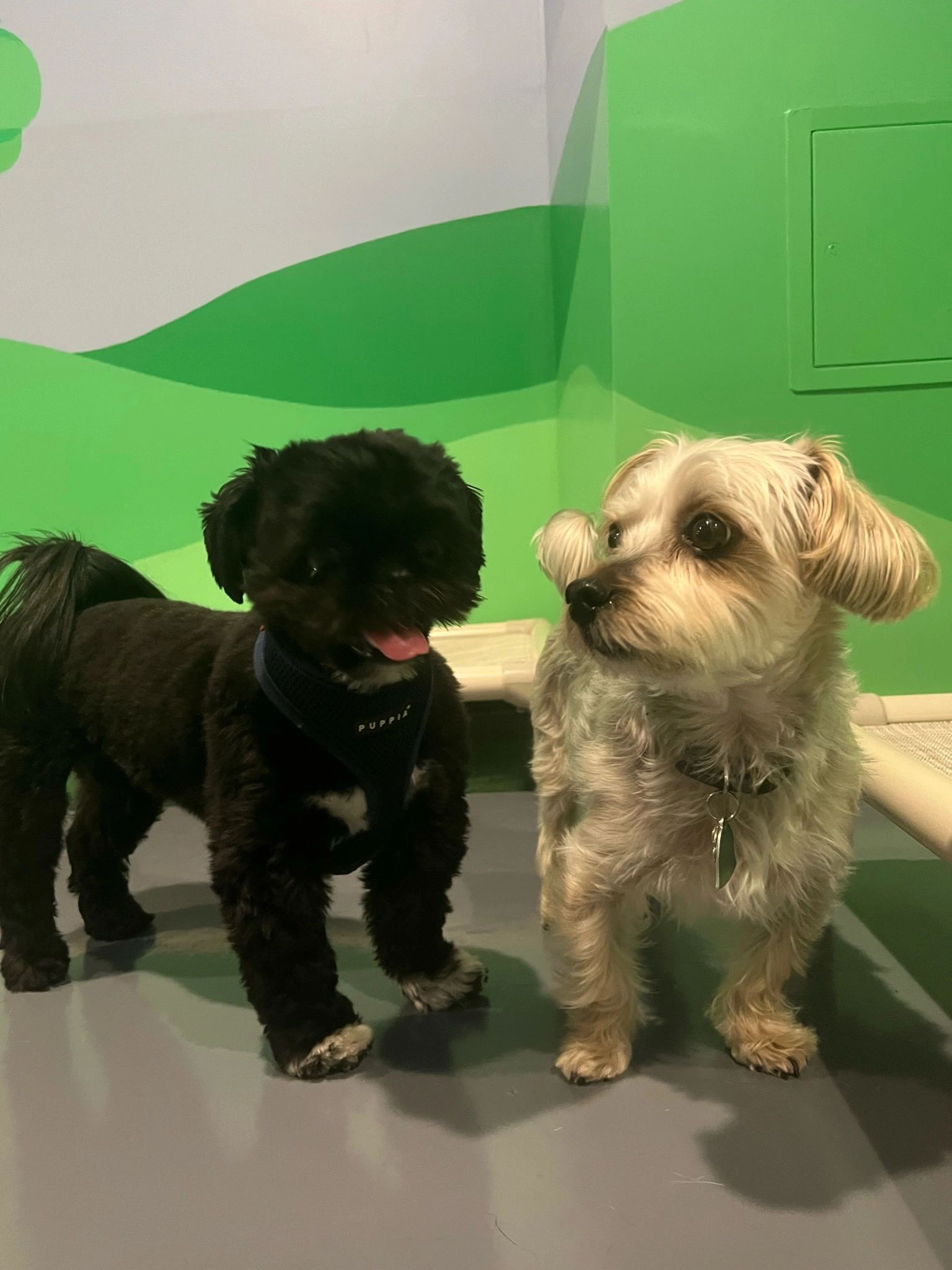 Create a Profile on Gingr